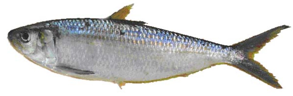 Flat Sardinella